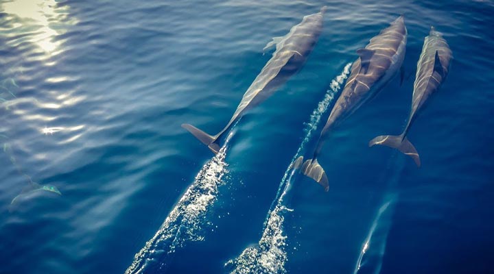 Kudadoo-Private-Island-Dolphin-Delfin-Dolphins-Delfiner-Maldives-Maldiverna