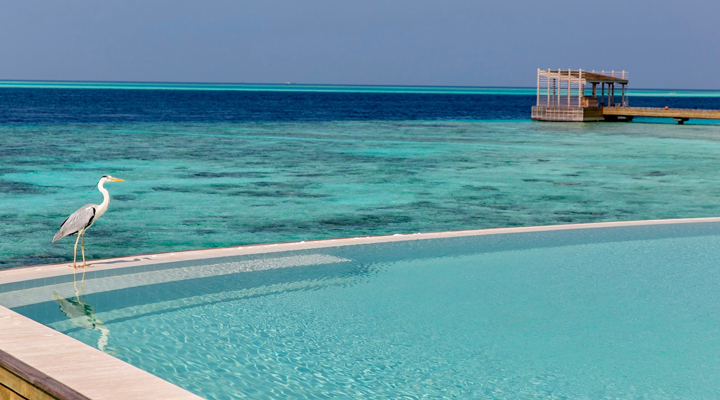 Kudadoo-Private-Island-Resort-Spa-Poolvilla-Pool-Bird-Heron-Reef-Husrev