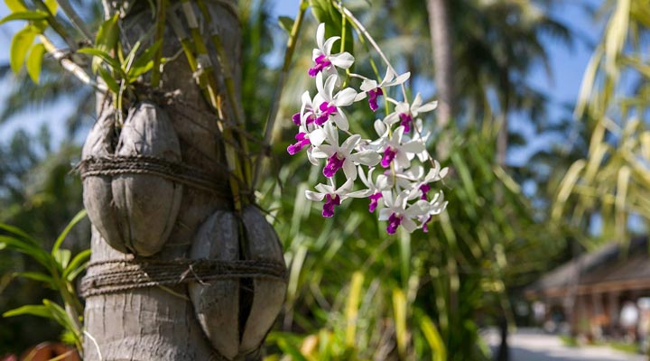 Kuredu-Island-Resort-Spa-Flower-Flowers-Blomma-Blommor-Orkide