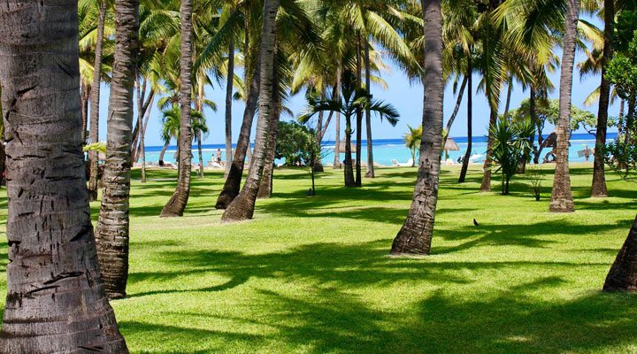 La-Pirogue-Grass-Palms