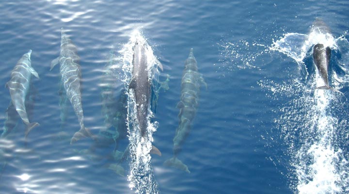 La-Pirogue-Mauritius-Dolphins