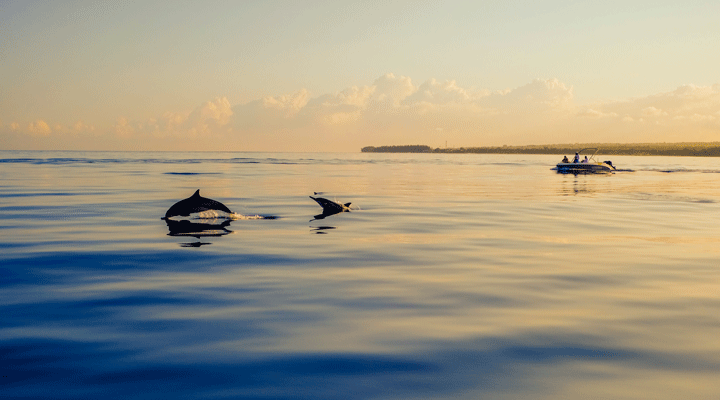 La-Pirogue-Resort-Spa-Sunset-Dolphin-Dolphins-Delfin-Delfiner