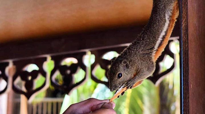 Laguna-Redang-Resort-Hotel-Squirrel-Ekorre-Animal-Djur