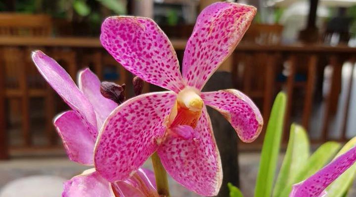 Le-Duc-Praslin-Resort-Spa-Flower-Flowers-Blomma