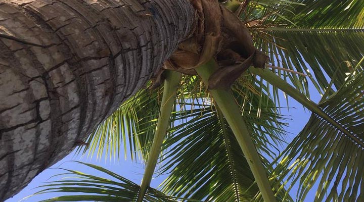 Le-Nautique-Anse-Royale-Palm