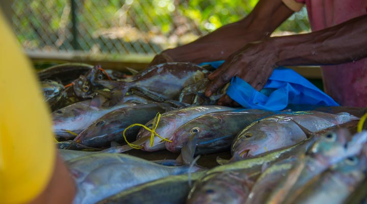 Le-Nautique-Apartments-Shop-Butik-Fish-Fisk-Marknad-Market