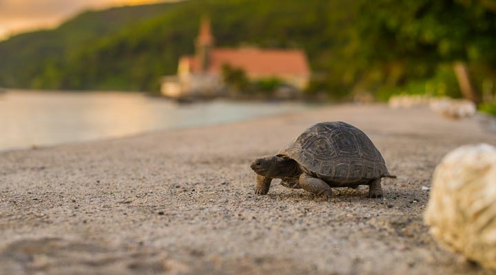 Le-Nautique-Apartments-Turtle-Beach-Strand-Tortoise-Aldabra