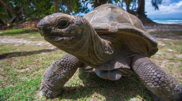 Le-Nautique-Luxury-Waterfront-Hotel-La-Digue-Turtle-Tortoise-Aldabra