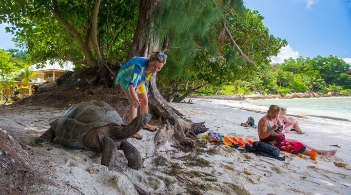 Le-Nautique-Luxury-Waterfront-Hotel-La-Digue-Turtles-Turtle-Tortoise-Aldabra