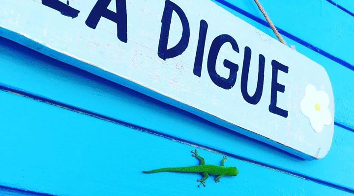 Le-Nautique-Waterfront-Hotel-La-Digue-Lizard-Gecko-Odla