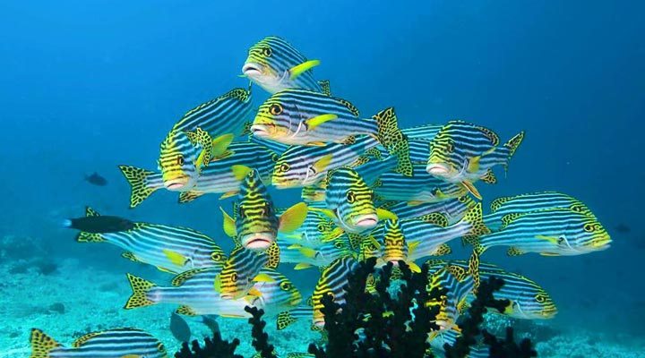 Lily-Beach-Fish-Maldives-Maldiverna-2