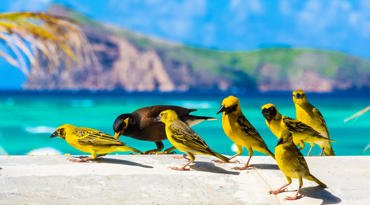 MRU-Mauritius-Birds-Bird-Fagel-Faglar