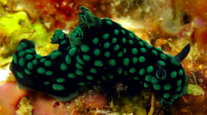 Malapascua-Exotic-Island-Dive-Resort-Dive-Dyk-Dykning-Diving