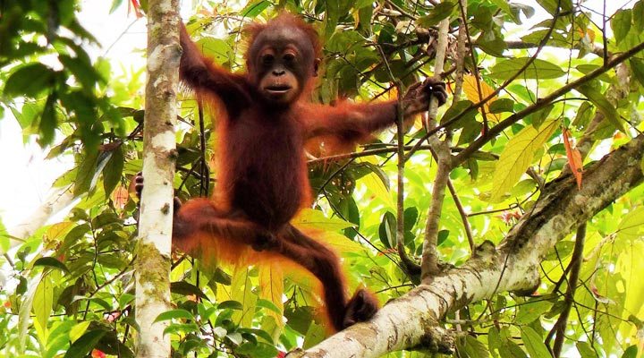 Malaysia-Borneo-Malaysian-Borneo-Orangutang-Sukau-Sepilok