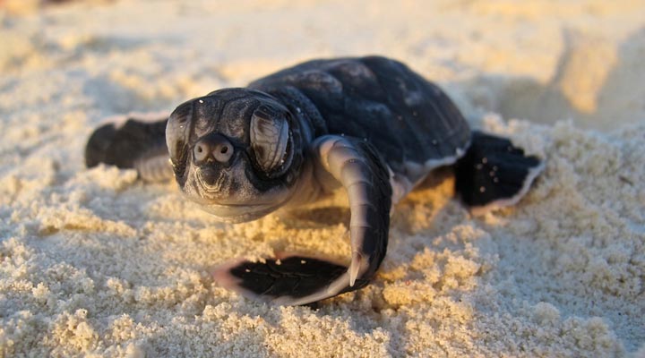 Maldives-Maldiverna-Baby-Turtle-Sand