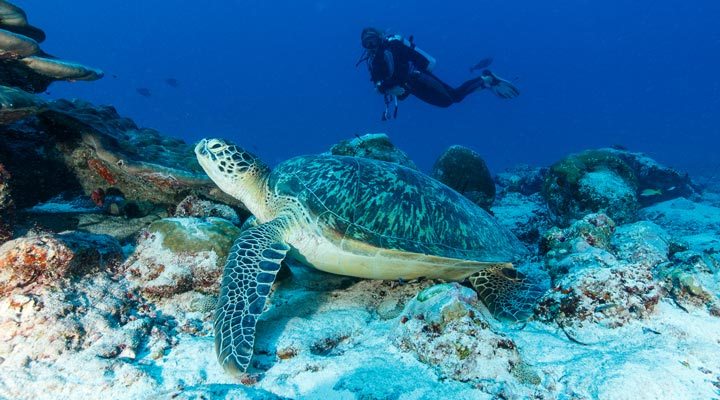 Maldives-Maldiverna-Diving-Turtle-Dykning