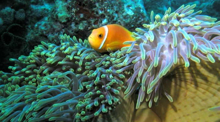 Maldives-Maldiverna-Fish-Kurumba-Anemonefish-Nemo