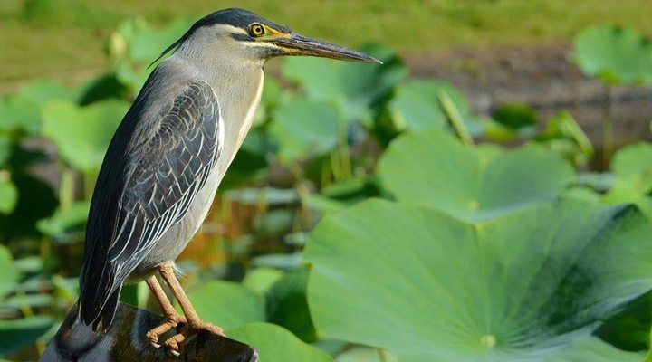 Mauritius-Bird