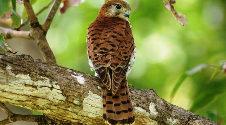 Mauritius-Bird-Fagel-2