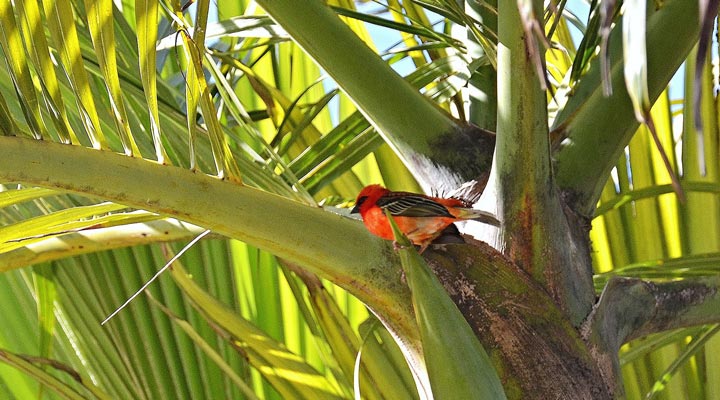 Mauritius-Bird-Fagel-Birds-Coconutpalm-Kokospalm