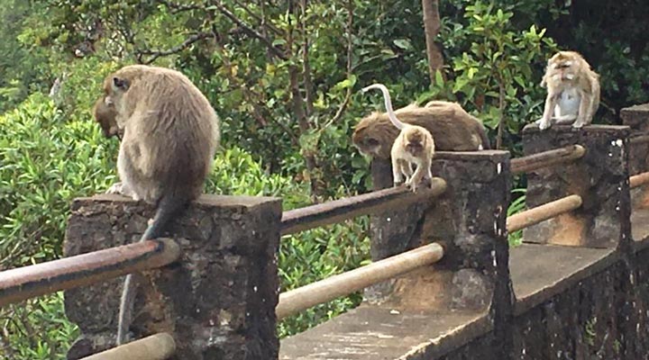 Mauritius-Black-River-Gorges-National-Park-Monkeys