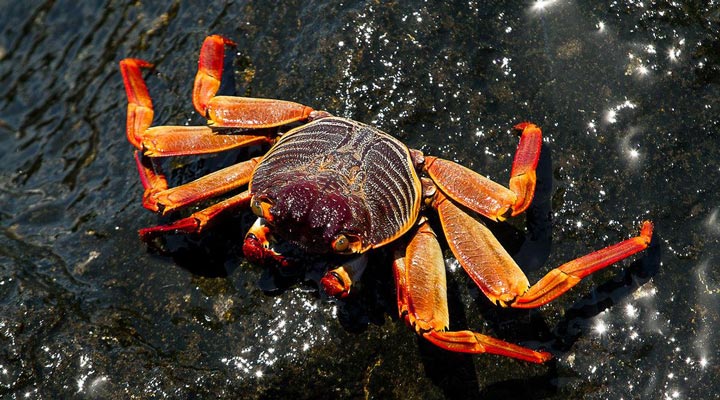 Mauritius-Crab-Krabba-Rock-Sten-Crabs-Krabbor