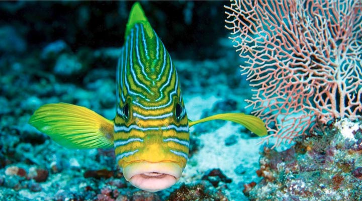 Mauritius-Fish-Fishes-Coral-Reef-Rev-Korall-Fisk-Snorkling