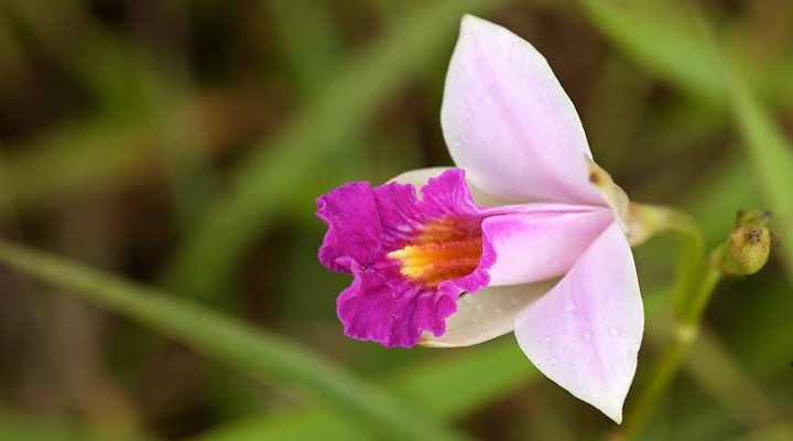 Mauritius-Flowers