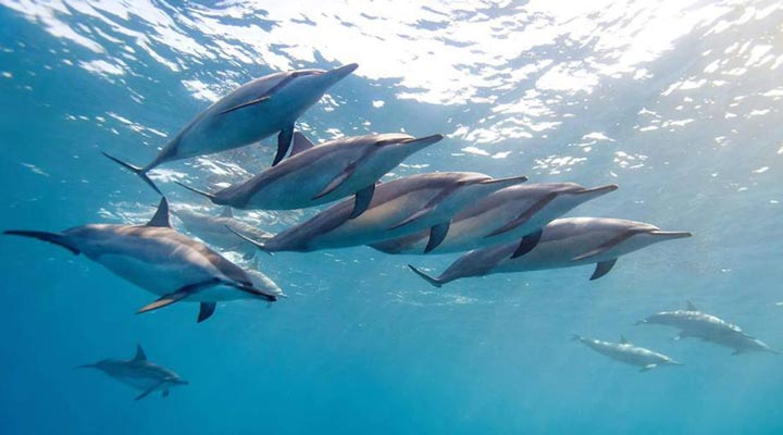 Mauritius-Island-Dolphin-Dolphins-Delfin-Delfiner-Sea-Hav-Ocean