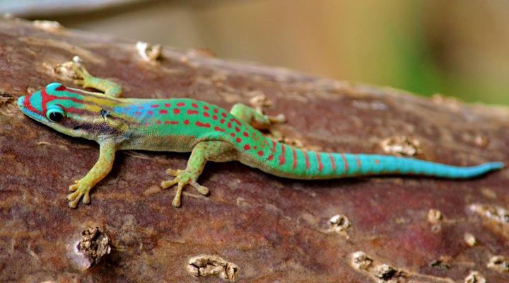 Mauritius-Lizard-Gecko-Odla-Lizards-Tree-Trad-18