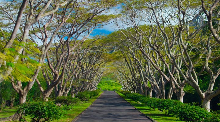 Mauritius-Nature-Natur-Tree-Trees-Road