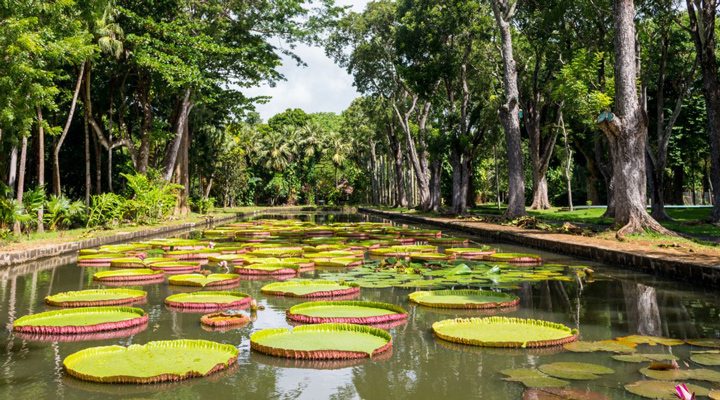 Mauritius-Pamplemousses