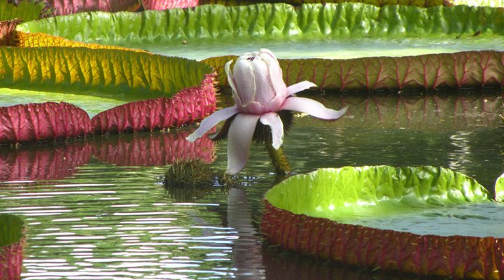 Mauritius-Pamplemousses-Flowers