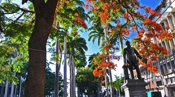 Mauritius-Port-Louis-Statue-Staty-Tree-Flamboyant-Trees-4