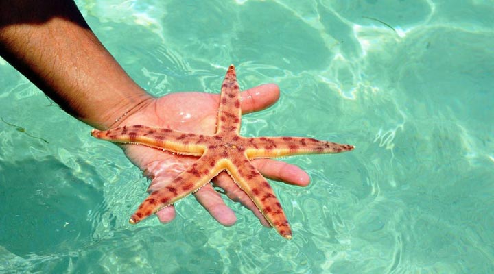 Mauritius-Seastar