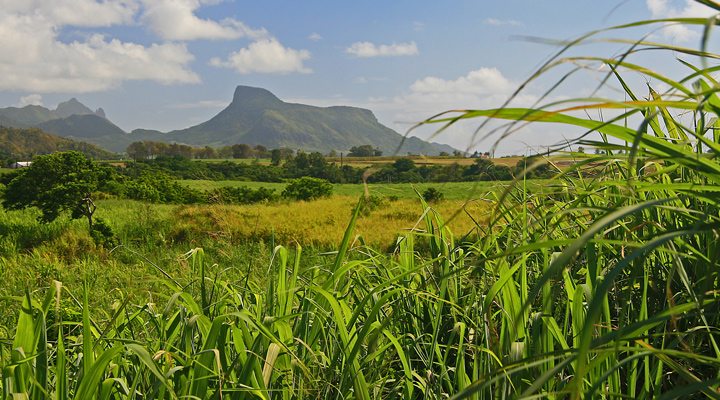 Mauritius-Sugarcanes