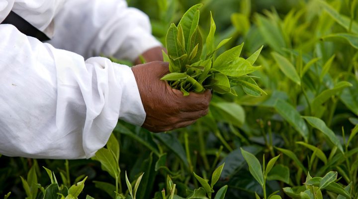 Mauritius-Tea