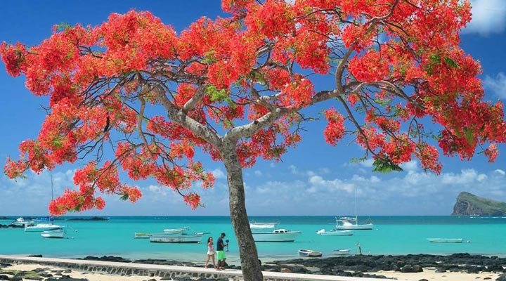 Mauritius-Tree-Grand-Baie-View-Utsikt