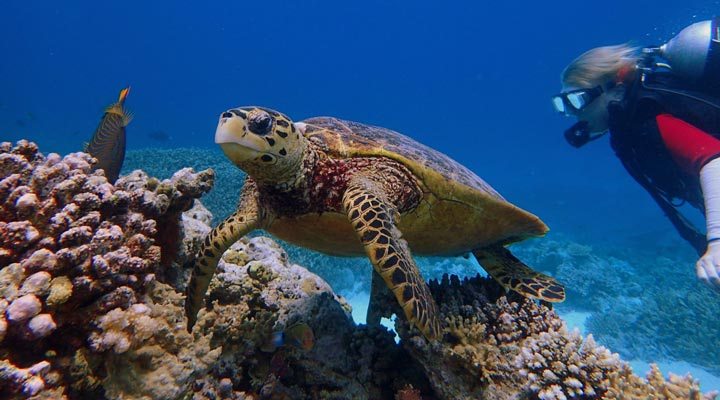 Milaidhoo-Diving