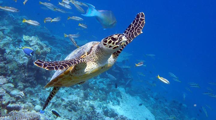 Milaidhoo-Island-Spa-Turtle-Reef-Rev-Housereef-Husrev