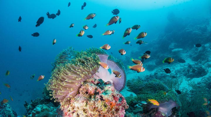 Milaidhoo-Maldives-Resort-Spa-Reef-Housereef-Rev-Husrev-Fish-Fisk