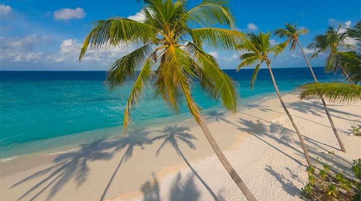 Milaidhoo-Palms