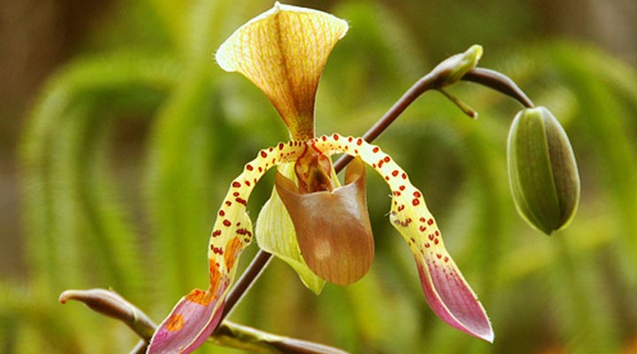 Mount-Kinabalu-Flower