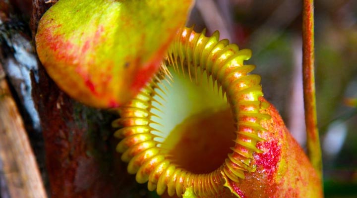 Mount-Kinabalu-Flowers