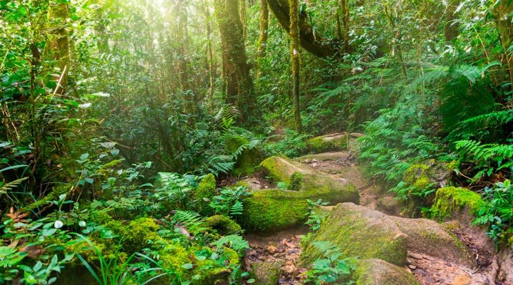 Mount-Kinabalu-Walk