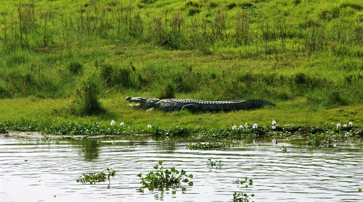 Nepal-krokodil-chitwan-Indcen-Resor