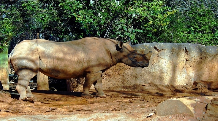 Nepal-rhino-Indcen-Resor