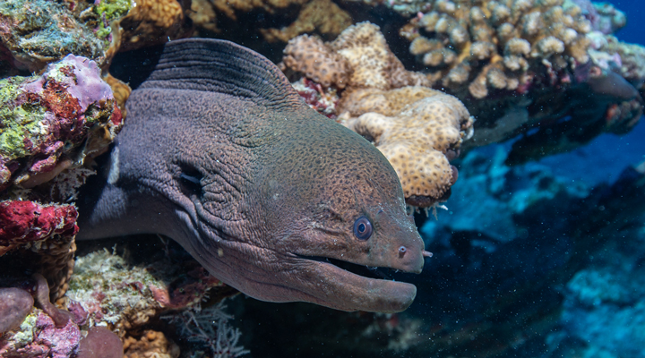 Noku-Resort-Spa-Dyk-Dyka-Dykning-Moray-Eel