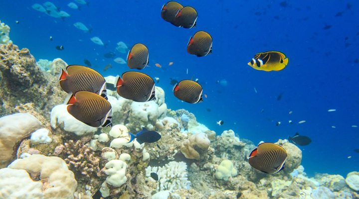 OBLU-Helengeli-Snorkeling-Reef-Maldives-Maldiverna