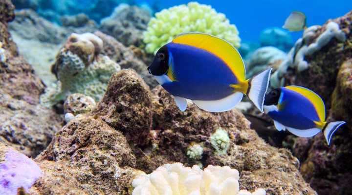 OBLU-Helengeli-Snorkeling-Reefs-Maldives-Maldiverna